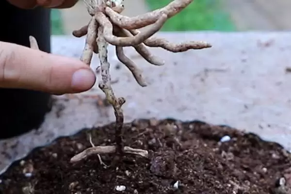图片[4]-兰花的种植方法 ,兰花种植前消毒杀菌有何重要性？-会东网