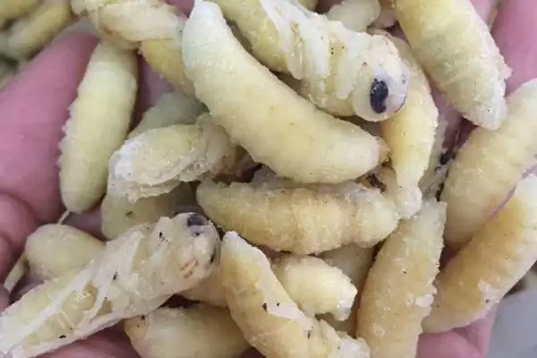 图片[2]-几月份虎头蜂蜂蛹最多，一般农历八九月最多-会东网