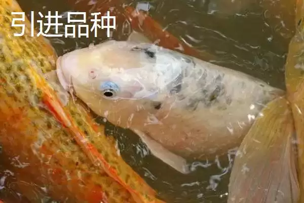 图片[7]-鲤鱼的适宜垂钓时间 ,鲤鱼在不同季节何时好钓？-会东网