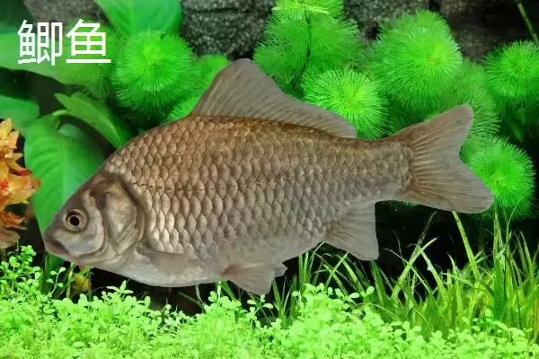 图片[7]-蚯蚓钓鱼技巧全解：为何是“万能饵料”的优势分析-会东网