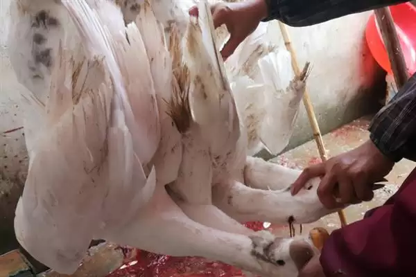 图片[4]-清除鹅身上细毛的技巧：蜜蜡浸泡后拔除的原理与方法-会东网