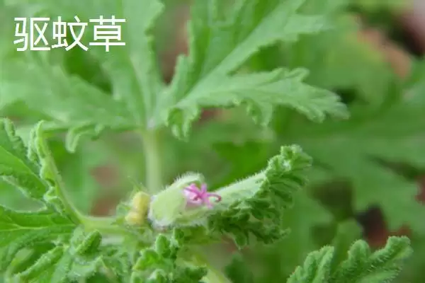 图片[7]-认识学校树木的方法和重点？认识学校树木要做好哪些细节？-会东网