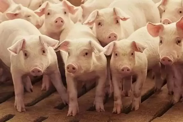 防治猪高热病的方法和重点？养猪要做好哪些疫病防控关键细节？插图1