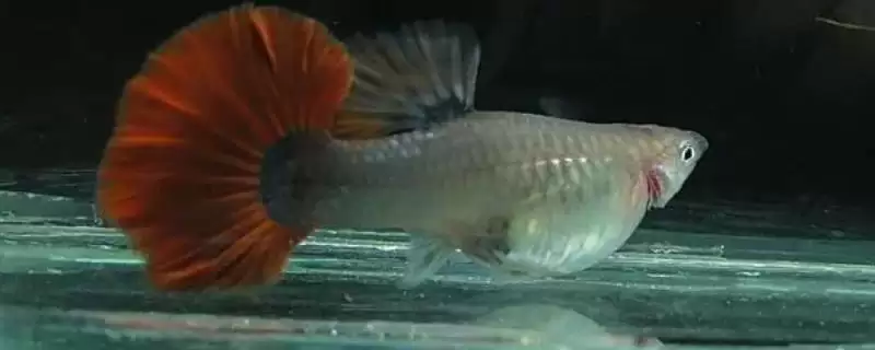 孔雀鱼背部烂肉的存活情况 ,孔雀鱼背部烂肉能存活取决于什么?-会东网