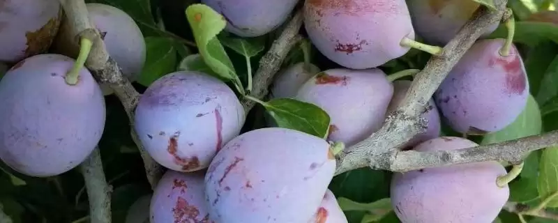 种植前景好的西梅品种和要点?种植西梅选种需关注哪些品种?-会东网