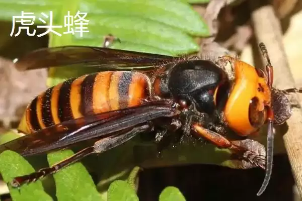 图片[3]-人头蜂与虎头蜂的性情，二者都属于凶猛的蜜蜂品种-会东网
