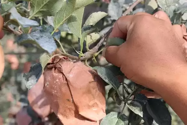 苹果脱袋后何时铺反光膜，经过2-3天即可铺膜插图8