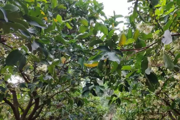 图片[3]-莲雾不开花结果的解决方法 ,莲雾控梢等措施如何促开花？-会东网
