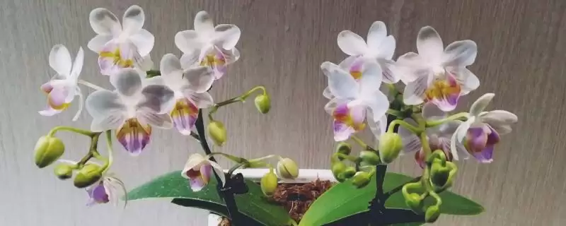 春节前后的兰花盛景：君子兰和蝴蝶兰的绽放时刻-会东网