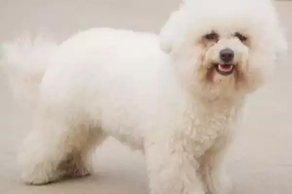 图片[4]-卷毛比熊犬的食物喂养 ,卷毛比熊犬的食物喂养要注意什么？-会东网