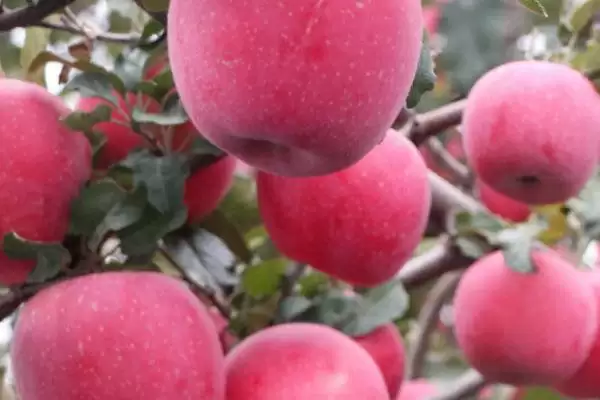 适合在北方种植的果树有哪些，桃、李、苹果和杮子等品种均可栽培插图3