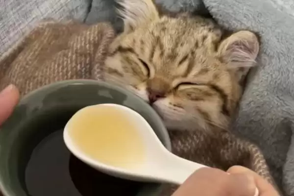 猫反复发烧怎么处理好 ,猫反复发烧先做什么处理插图4 猫反复发烧怎么处理好 ,猫反复发烧先做什么处理插图4