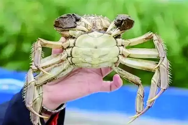 螃蟹价格的波动因素:不同品种价格不同的背后原因插图3 螃蟹价格的波动因素:不同品种价格不同的背后原因插图3