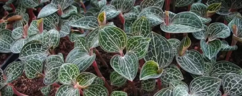 金线莲的品种 ,常见的金线莲有哪些品种呢插图 金线莲的品种 ,常见的金线莲有哪些品种呢插图