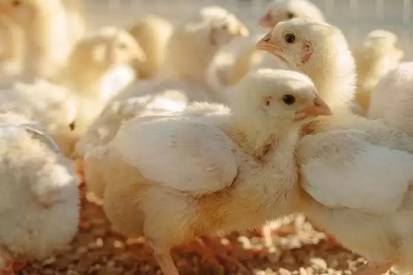 把握小鸡饲养要点的方法和重点?养鸡要做好哪些幼鸡喂养规划?插图1 把握小鸡饲养要点的方法和重点?养鸡要做好哪些幼鸡喂养规划?插图1