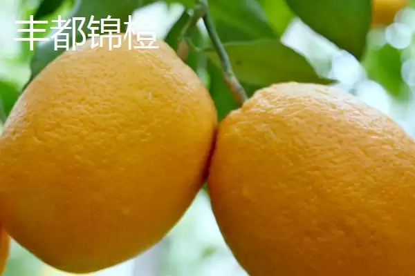 了解重庆市丰都县特产的方法和重点?养猪与当地特产产业有哪些关联细节?插图1 了解重庆市丰都县特产的方法和重点?养猪与当地特产产业有哪些关联细节?插图1