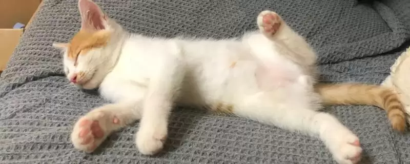猫咪的睡姿代表了什么含义 ,不同睡姿有不同的意义-会东网