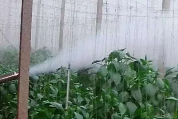 图片[5]-如何降低蔬菜种植中的农药残留？种植蔬菜降低农药残留要采取哪些方法？-会东网