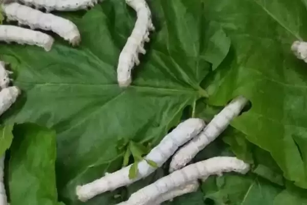 图片[7]-养蚕的方法和重点？养蚕要做好哪些细节？(3)-会东网