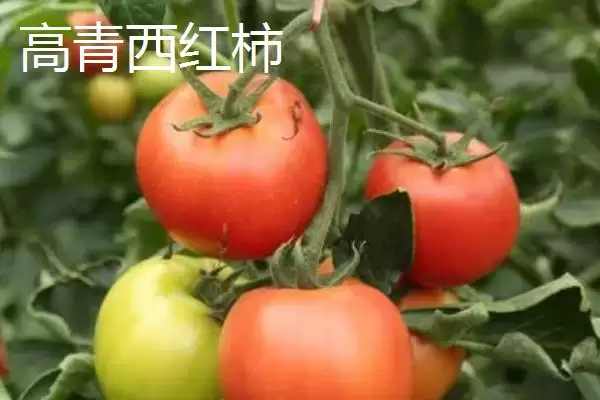 了解山东淄博高青县特产的方法和重点？探寻高青县特产要做好哪些细节？插图2