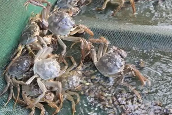 螃蟹养殖用水学问：淡水蟹用淡水养殖的原因插图3