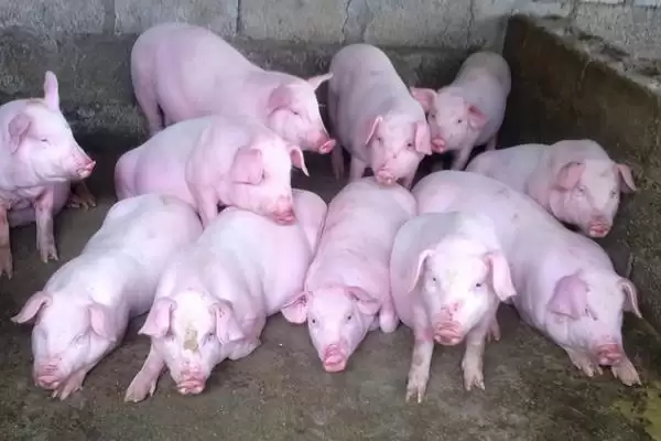 挑选让猪长得快饲料的方法和重点?养猪要做好哪些营养搭配细节?插图2 挑选让猪长得快饲料的方法和重点?养猪要做好哪些营养搭配细节?插图2