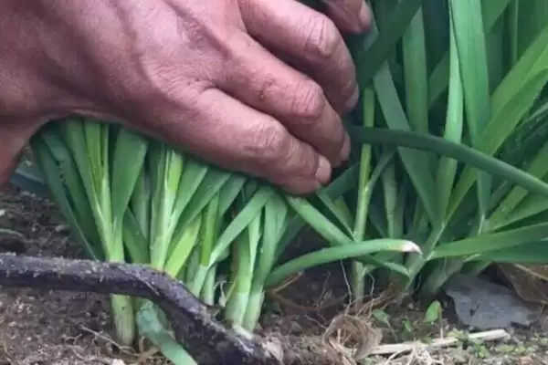 韭菜的收割周期 ,韭菜一般每隔多久可以割一次呢?插图3 韭菜的收割周期 ,韭菜一般每隔多久可以割一次呢?插图3