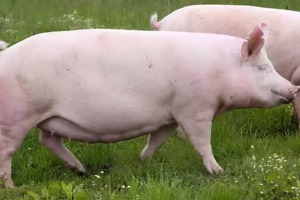 图片[2]-母猪不进食没精神且不发烧怎么处理呢,热天母猪不食可拌水饮冬夏太保-会东网