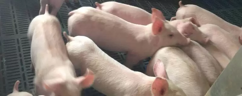 挑选让猪长得快饲料的方法和重点?养猪要做好哪些营养搭配细节?-会东网