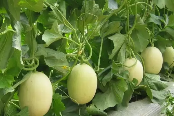 解决甜瓜糖心问题的方法和重点？应对甜瓜糖心要做好哪些细节？插图1