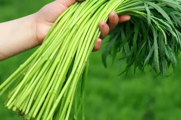 图片[2]-目前哪些野菜具有种植前景呢,芦蒿、苋菜、苦菜等野菜有种植前景-会东网
