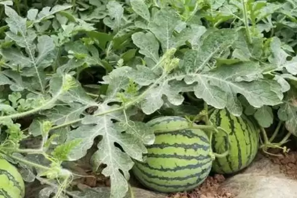 了解西瓜生长过程的方法和重点？认识西瓜生长要做好哪些细节？插图1