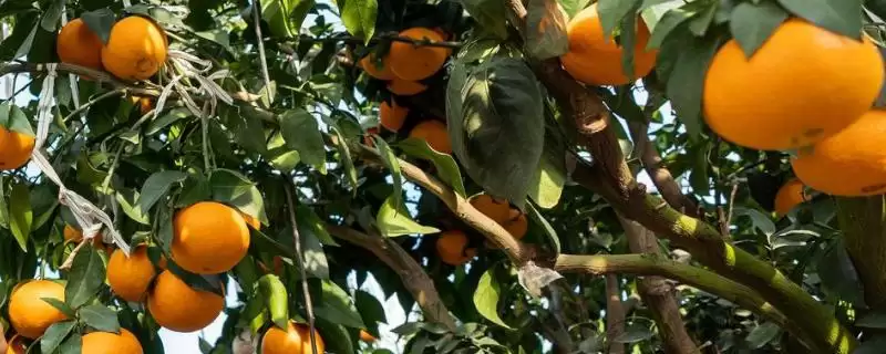 种植柑橘的注意事项和重点？种植柑橘要留意哪些关键问题？-会东网
