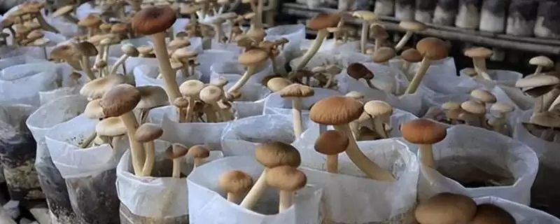 食用菌的种植前景？了解食用菌种植前景要分析哪些市场和产业因素？-会东网