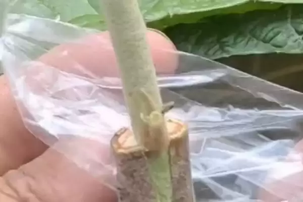 图片[2]-枇杷嫁接后管理秘籍：及时抹除砧木芽的关键步骤-会东网