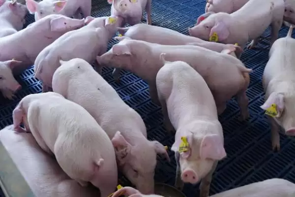 在无非洲猪瘟地区养生猪的方法和重点?养猪要做好哪些常规防疫细节?插图1 在无非洲猪瘟地区养生猪的方法和重点?养猪要做好哪些常规防疫细节?插图1