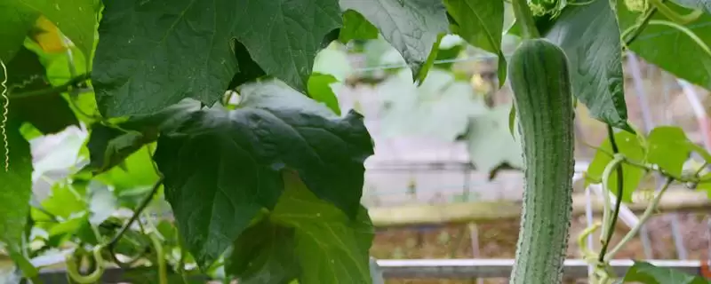 防治丝瓜上面病害的方法和重点?种丝瓜防病害要做好哪些细节?-会东网