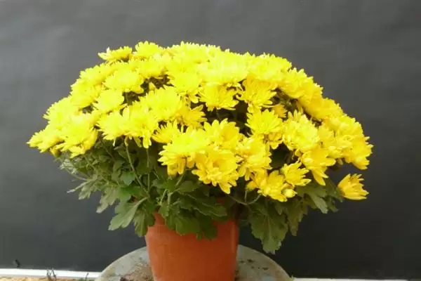 菊花的开花时间 ,菊花大多在什么月份开花呢?插图1 菊花的开花时间 ,菊花大多在什么月份开花呢?插图1