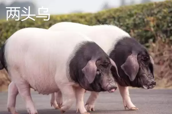 认识猪颜色种类的方法和重点?养猪要做好哪些品种外观认知细节?插图7 认识猪颜色种类的方法和重点?养猪要做好哪些品种外观认知细节?插图7