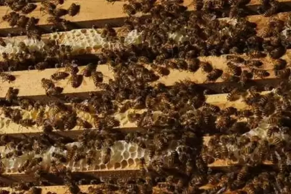 怎样识别作盗群,可在被盗群的巢门口撒些白色面粉或其他无毒的颜料插图2 怎样识别作盗群,可在被盗群的巢门口撒些白色面粉或其他无毒的颜料插图2