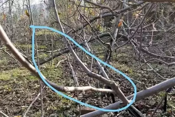 苹果树修剪方法，要逐年清理多余辅养枝插图1