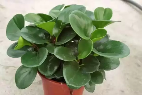 图片[2]-了解植物叶片均衡生长要素的方法和重点？了解植物叶片均衡生长要素要做好哪些细节？-会东网