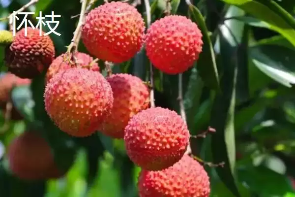 图片[7]-御金球荔枝品种的特性，生长势较强且裂果率低-会东网