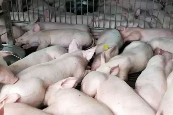 判断育肥猪体温 40 度是否正常的方法和重点?养猪要做好哪些体温监测细节?插图3 判断育肥猪体温 40 度是否正常的方法和重点?养猪要做好哪些体温监测细节?插图3