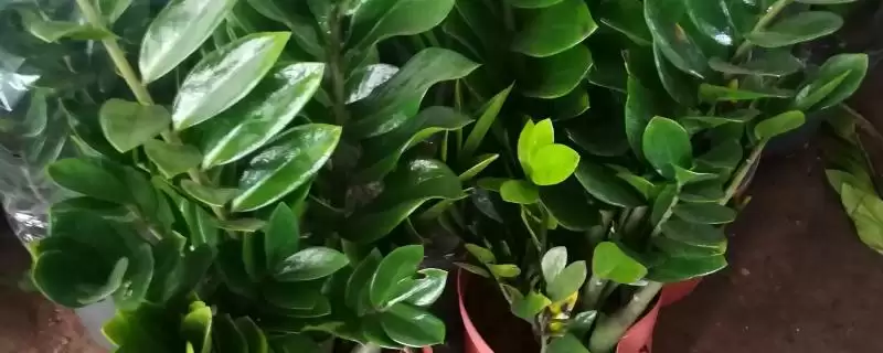 金钱树叶子发黄的修剪 ,金钱树叶子黄了怎么进行修剪-会东网