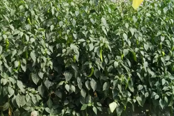 辣椒延长采收期的方法 ,减少病害为何能延长辣椒采收期?插图4 辣椒延长采收期的方法 ,减少病害为何能延长辣椒采收期?插图4