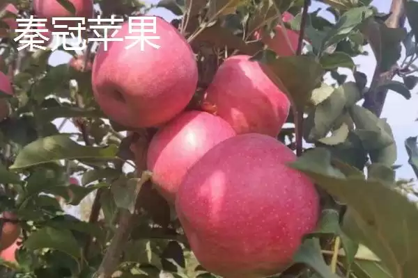 有哪些冷门苹果品种,包括印度青苹果、黄香蕉苹果、红星苹果等种类插图4 有哪些冷门苹果品种,包括印度青苹果、黄香蕉苹果、红星苹果等种类插图4