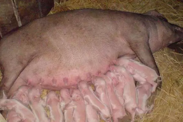 养母猪高产的方法和重点？养猪要做好哪些母猪养殖管理细节？插图2