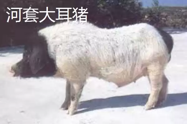 认识华北型猪品种的方法和重点？养猪要做好哪些地域品种了解细节？插图3