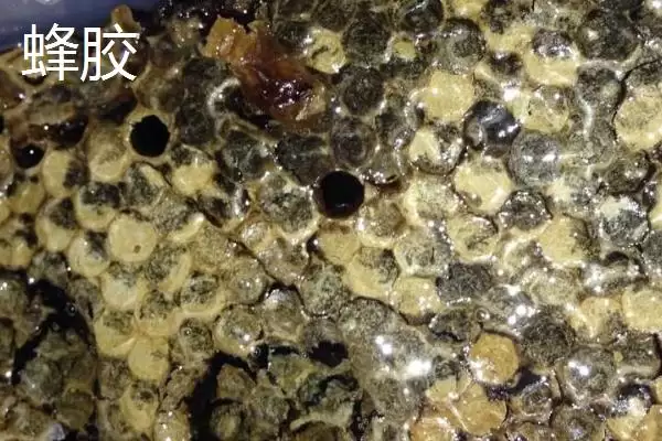 图片[3]-蜂巢和蜂胶的区别，来源、作用和成分均不同-会东网